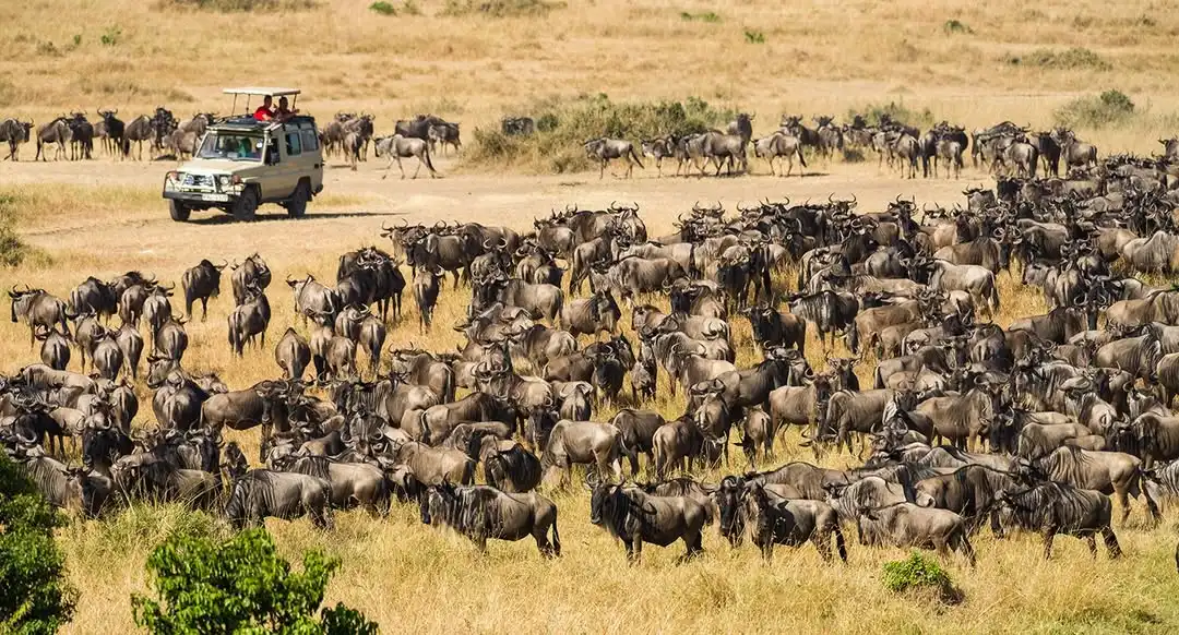 image of wildebeests seen during 4 days holiday